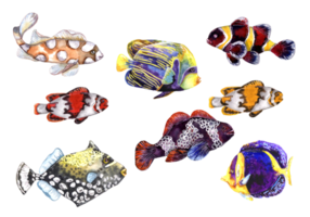 Set of marine Tropical fish artistic watercolor illustration isolated on white png