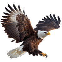 águila calva americana png