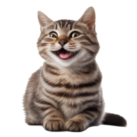 gato feliz fundo transparente png