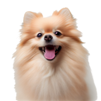 Cute and happy dog png