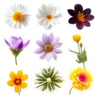 Set of colorful flowers on a transparent background. png