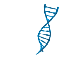 structure de l'adn arrière-plan isolé illustration 3d png