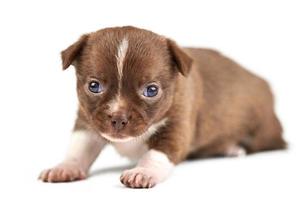 Chihuahua puppy on white isolated background photo