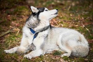 Siberian Husky dog lying on forest grass, full size resting Husky dog portrait with blue brown eyes photo