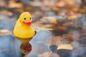 Duck toy in autumn puddle with leaves photo