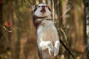 perro husky siberiano de pie sobre las patas traseras en el fondo del bosque de otoño, retrato divertido de perro husky foto