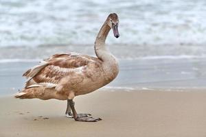 Young brown colored swan walking by Baltic sea, close up photo