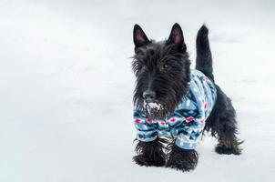 Yorkshire Terrier little dog, snowy copy space. Small, cute doggy in suit. Pet owner care photo