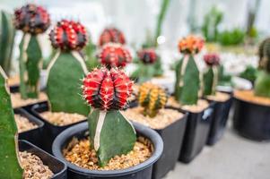 cierra hermosos cactus en la maceta pequeña. foto