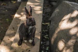 Close up cutie rabbit in Wat pra putthabat phu kwai ngoen at chiang khan district loei thailand.Chiang Khan rabbit temple or Wat Pra Putthabat Phu Kwai Ngoen photo