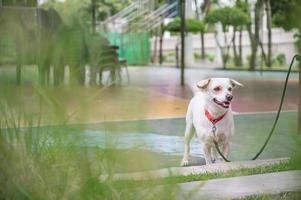 lindo perro encadenado con la puerta en el parque foto