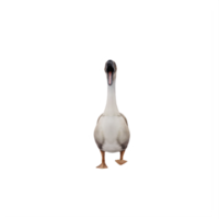 3d SWAN GOOSE isolated png