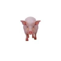 cerdo 3d aislado png