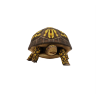 tartaruga de caixa isolada png