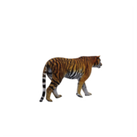 3d tijger geïsoleerd png