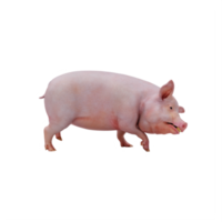 3D-Schwein isoliert png
