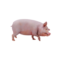 cochon 3d isolé png