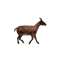 3d capra isolato png