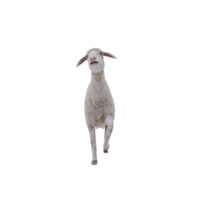 3d Domestic sheep isolated png