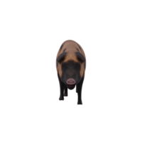 mud pig isolated png