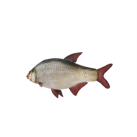 pez lubina de ojos rojos aislado png