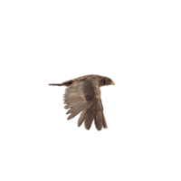 águila real aislada png