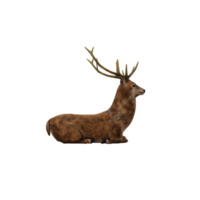 3d deer stag isolated png