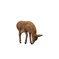 3d Doe isolated png