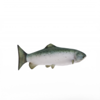 3D-Lachs isoliert png
