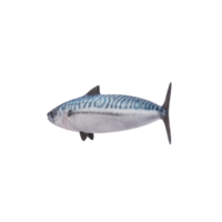 3D Makrelenfisch png