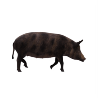 iron age pig isolated png