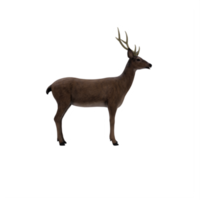 cerf 3d isolé png