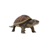 3d Snapping turtle isolated png