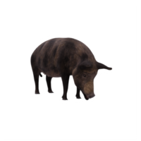 iron age pig isolated png