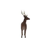 3d cervo isolato png