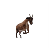 3d goat isolated png