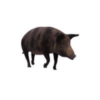 iron age pig isolated png