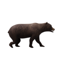 3d Bear isolated png
