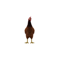 3D-Huhn isoliert png