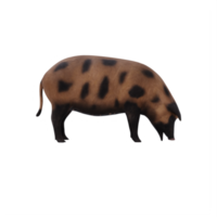 mud pig isolated png