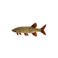 Pike fish isolated png