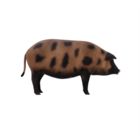 mud pig isolated png