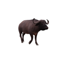 Cape buffalo isolated png