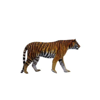 3d TIGER isolated 21107685 PNG