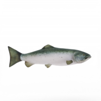 3d Zalm geïsoleerd png