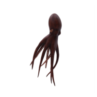 3D-Oktopus isoliert png