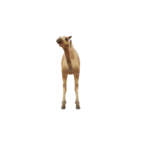 3D Camel isolated png