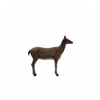 3d, cerf, femelle, isolé png