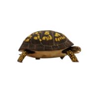 tortuga de caja aislada png