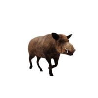 3d WILD BOAR isolated png